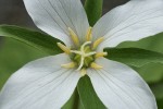 Western White Trillium (4-petal form) blossom detail