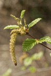 Sitka alder female & male infloresences w/ emerging foliage