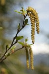 Sitka alder male infloresence w/ emerging foliage