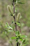Variable (Undergreen) Willow male catkins & foliage