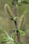 Variable (Undergreen) Willow male catkins