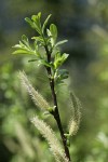 Variable (Undergreen) Willow male catkins & foliage