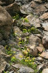 Glacier Lilies among rocks