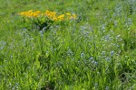 Blue Stickseed in subalpine meadow w/ Arrowleaf Balsamroot soft bkgnd
