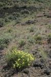 Round-headed Desert Buckwheat in sage-steppe habitat