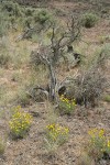 Yellow Desert Daisy among grasses & dead sagebrush