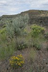 Yellow Desert Daisy, grasses, Big Sagebrush & Round-headed Desert Buckwheat in sage-steppe habitat
