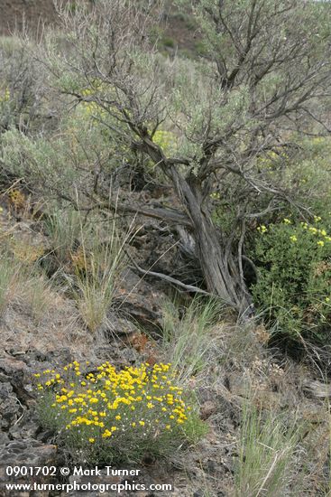 Erigeron linearis; Artemisia tridentata