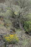 Yellow Desert Daisy, grasses, Big Sagebrush
