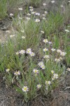 Foothill Daisies