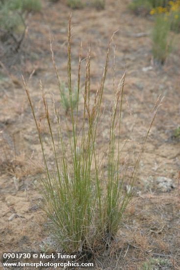 Achnatherum occidentale ssp. pubescens (Stipa occidentalis)