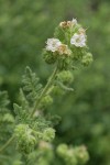 Branched Phacelia blossoms & foliage