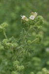 Branched Phacelia blossoms & foliage