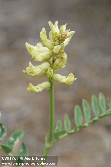 Astragalus sp.
