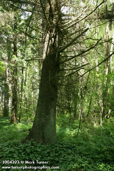 Picea sitchensis; Maianthemum dilitatum