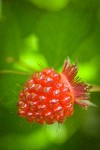 Ripe Salmonberry fruit