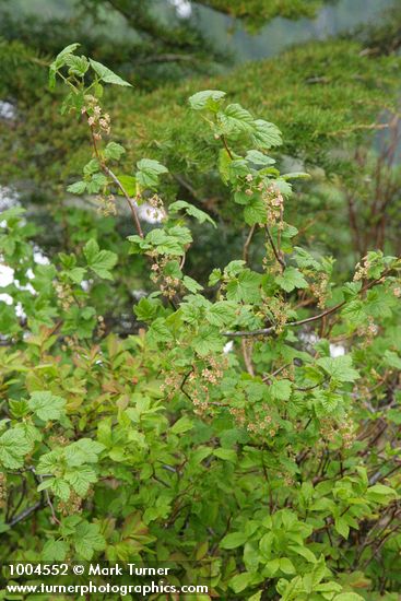 Ribes acerifolium (R. howellii)