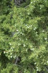 California Juniper berries & foliage