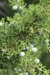 California Juniper berries & foliage detail