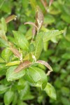 Brewer's Willow foliage