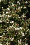 Jepson Ceanothus blossoms & foliage