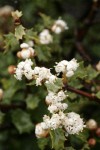 Jepson Ceanothus blossoms & foliage detail