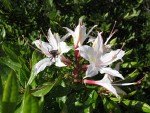 Western Azalea blossoms w/ beetle