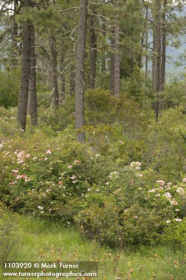 Rhododendron occidentale; Darlingtonia californica; Pinus jeffreyi