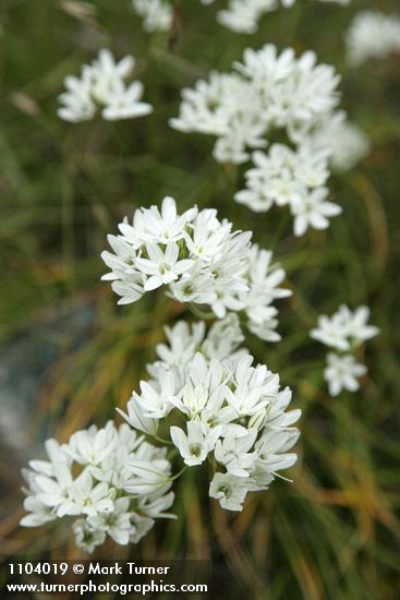 Triteleia hyacinthina (Brodiaea hyacinthina)