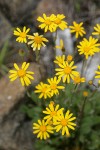 Siskiyou Butterweed blossoms