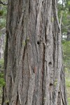 Incense Cedar bark