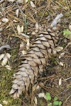 Western White Pine cone & fallen needles