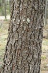 Western White Pine trunk