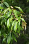 Golden Chinquapin foliage