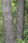 Western White Pine trunks