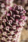 California Ground-cone blossoms detail