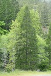Incense Cedar w/ White Alders