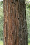Port Orford Cedar bark