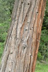 Port Orford Cedar bark