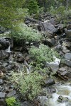 Del Norte Willow among rocks w/ Port Orford Cedar in middle of creek
