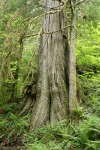 Old-growth Western Redcedar trunk w/ Sword Ferns