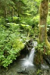 Devil's Club, Salmonberries, Sword Ferns by small waterfall under Bigleaf Maple