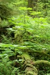 Devil's Club among moss-covered log