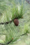 Ponderosa Pine cone & foliage