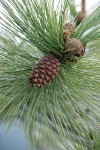 Ponderosa Pine cones & foliage