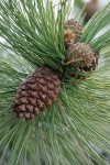 Ponderosa Pine cones & foliage