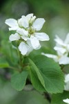 Dwarf Serviceberry blossoms & foliage detail