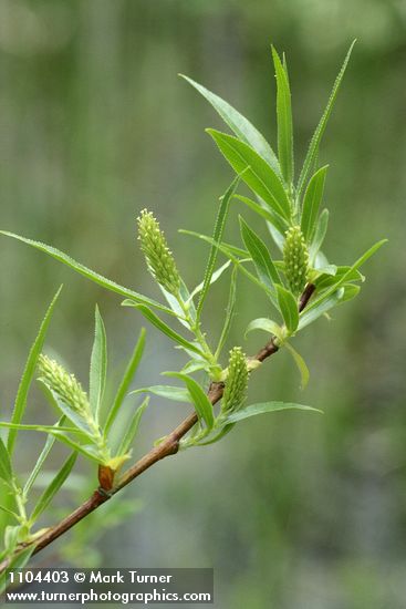 Salix lasiandra var. caudata (Salix lucida ssp. caudata)