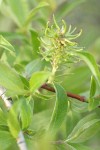 Bebb Willow foliage w/ mature female ament
