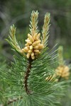 Lodgepole Pine male cones & new growth among mature needles